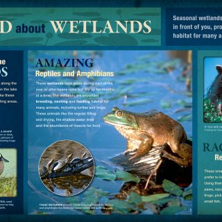 Lake Ray Roberts State Park - Wild Wetlands