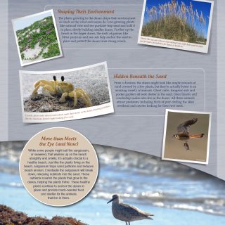 Mustang Island interpretive panel - Closer Look