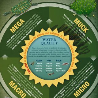 Animal Food Cycle Chart