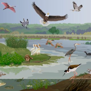 Bunker Sands Wetland Center - Marsh Habitat